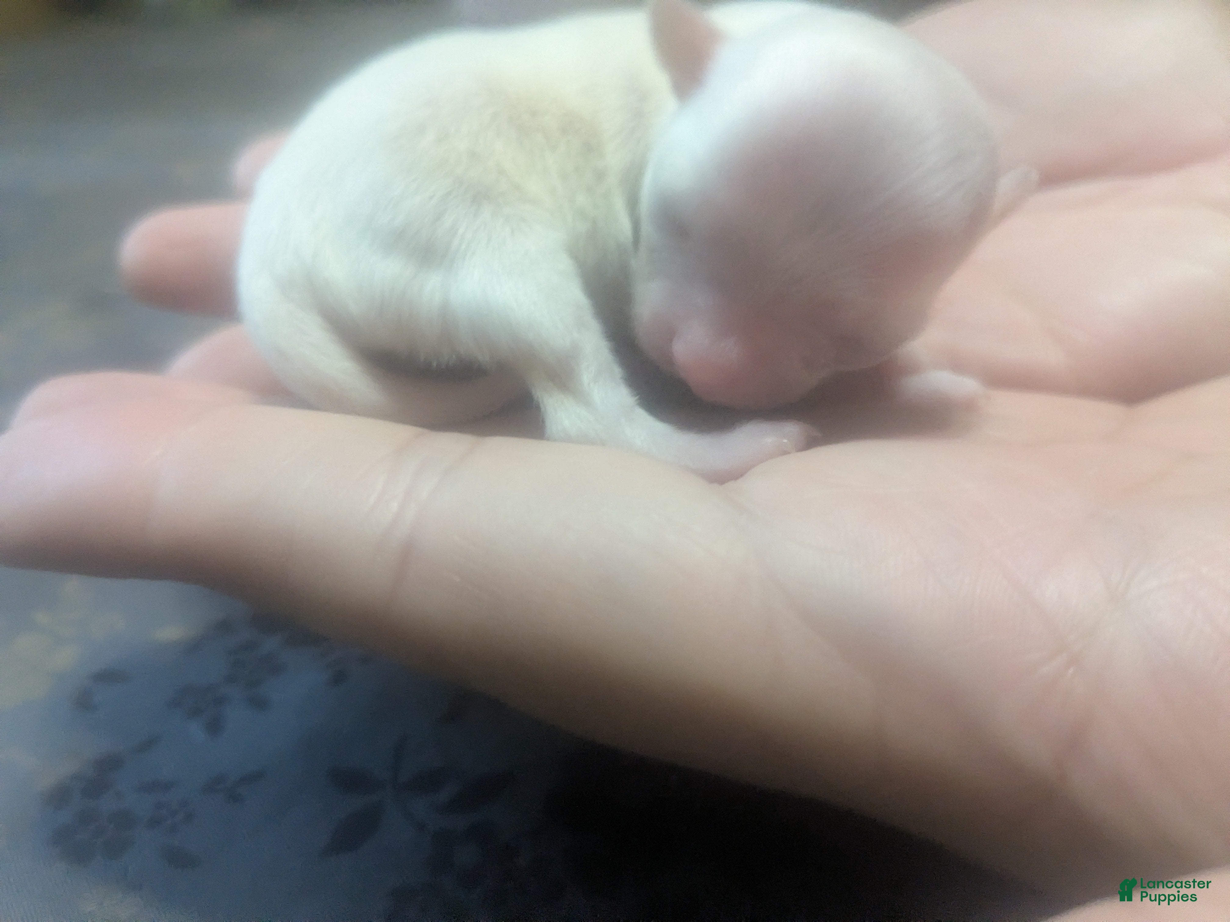 Chihuahua dogs Diamond Tiny Apple Head Female  - Ad 1