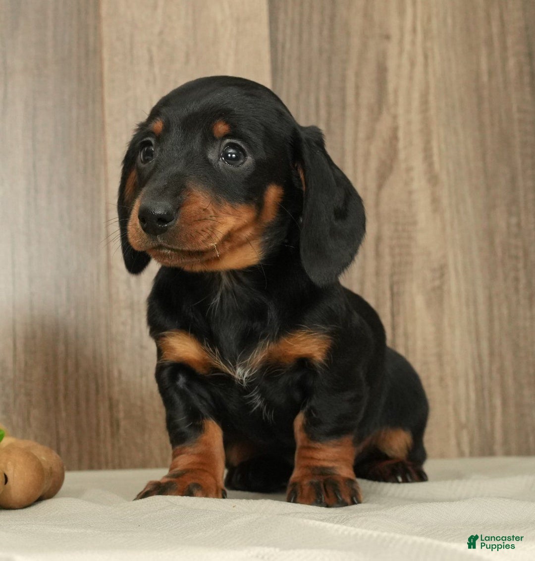 Miniature Dachshund dogs for sale: Chloe - Ad 2