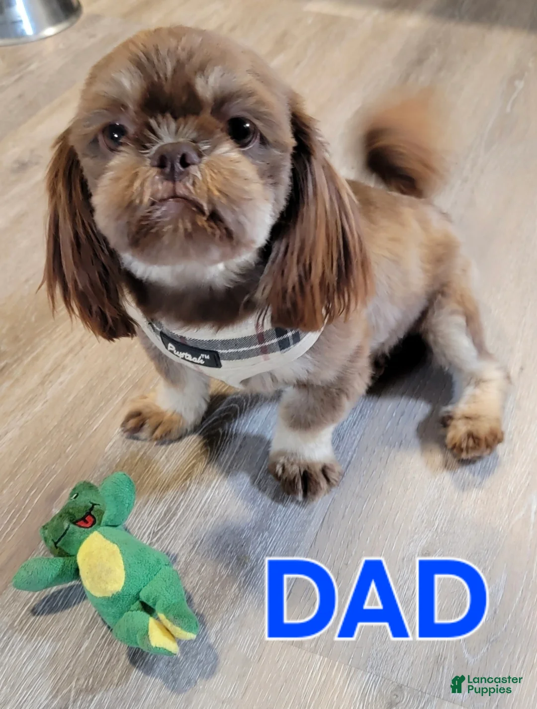 Shih Tzu dogs for sale: Shih Tzu Puppy 1 - Ad 2