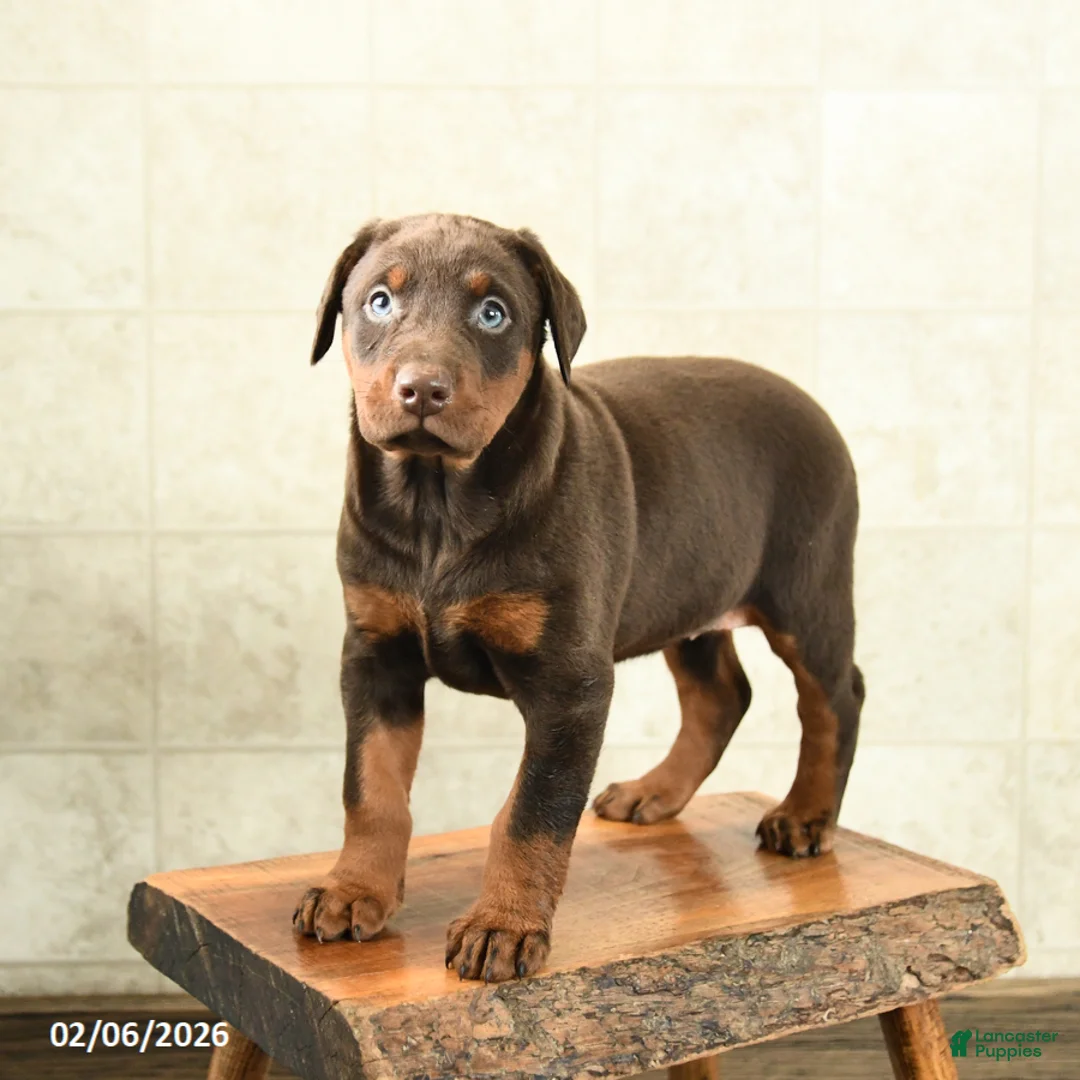 Doberman Pinscher dogs for sale: Fancy - Ad 2