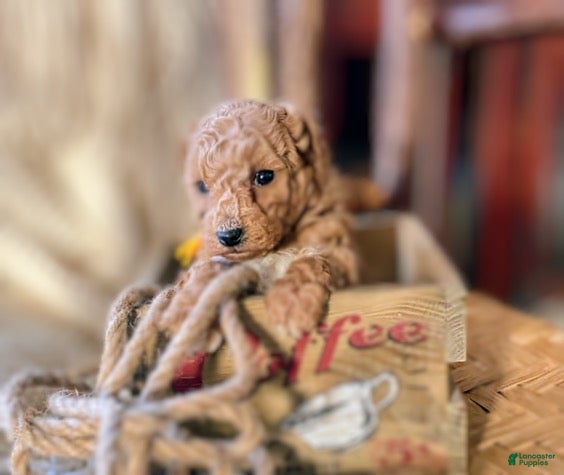 Toy Poodle dogs LITTLE JUNIOR  - Ad 1