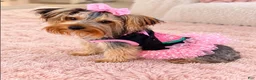 Yorkshire Terrier dogs for sale: Yorkshire Terrier 2 AKC peaches  - Ad 5