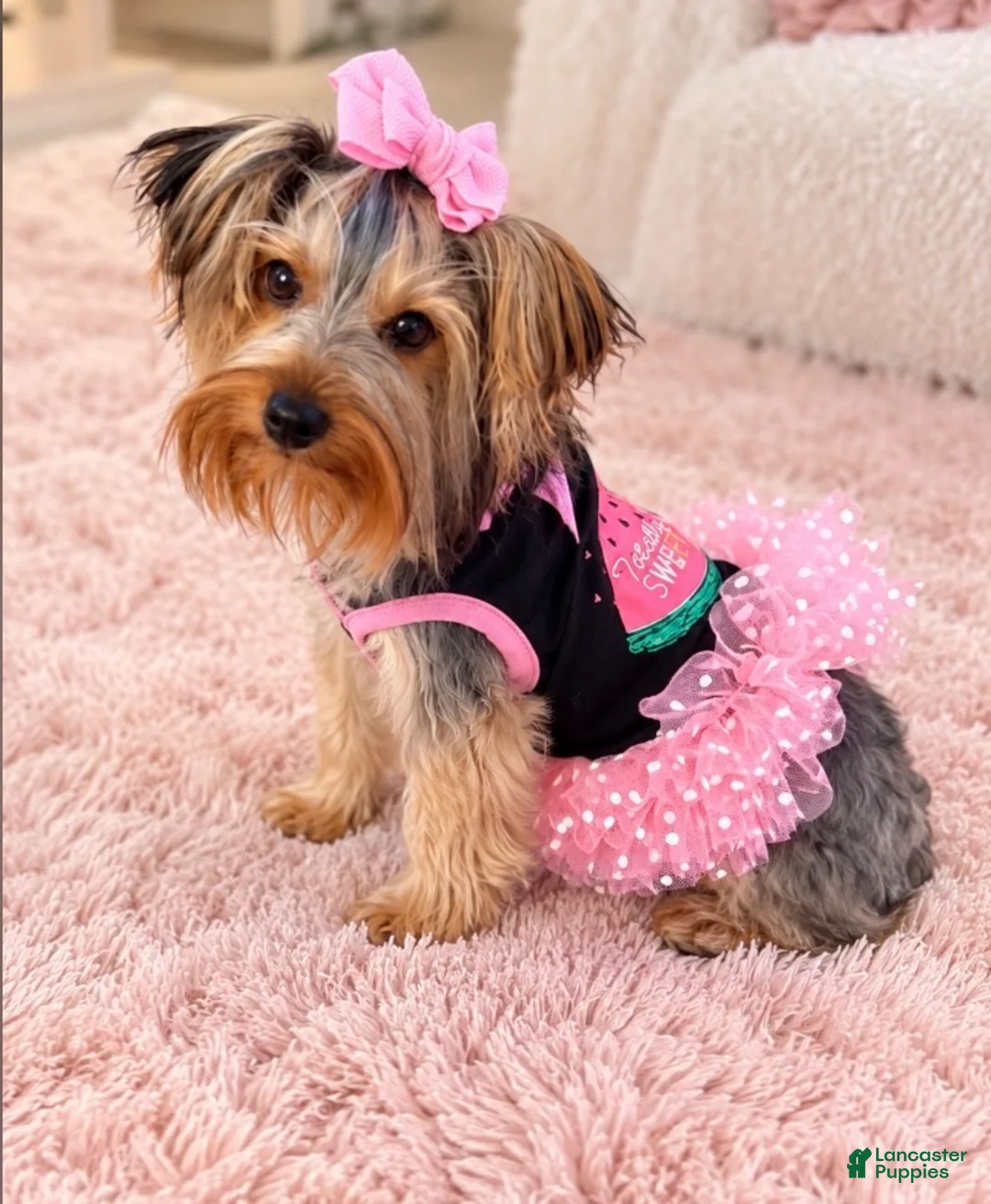 Yorkshire Terrier dogs for sale: Yorkshire Terrier 2 AKC peaches  - Ad 5