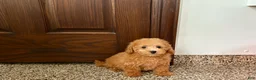 Maltipoo dogs for sale: Snickers  - Ad 7