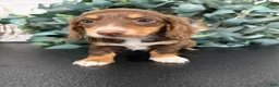 Miniature Dachshund dogs for sale: Daphne - Ad 13
