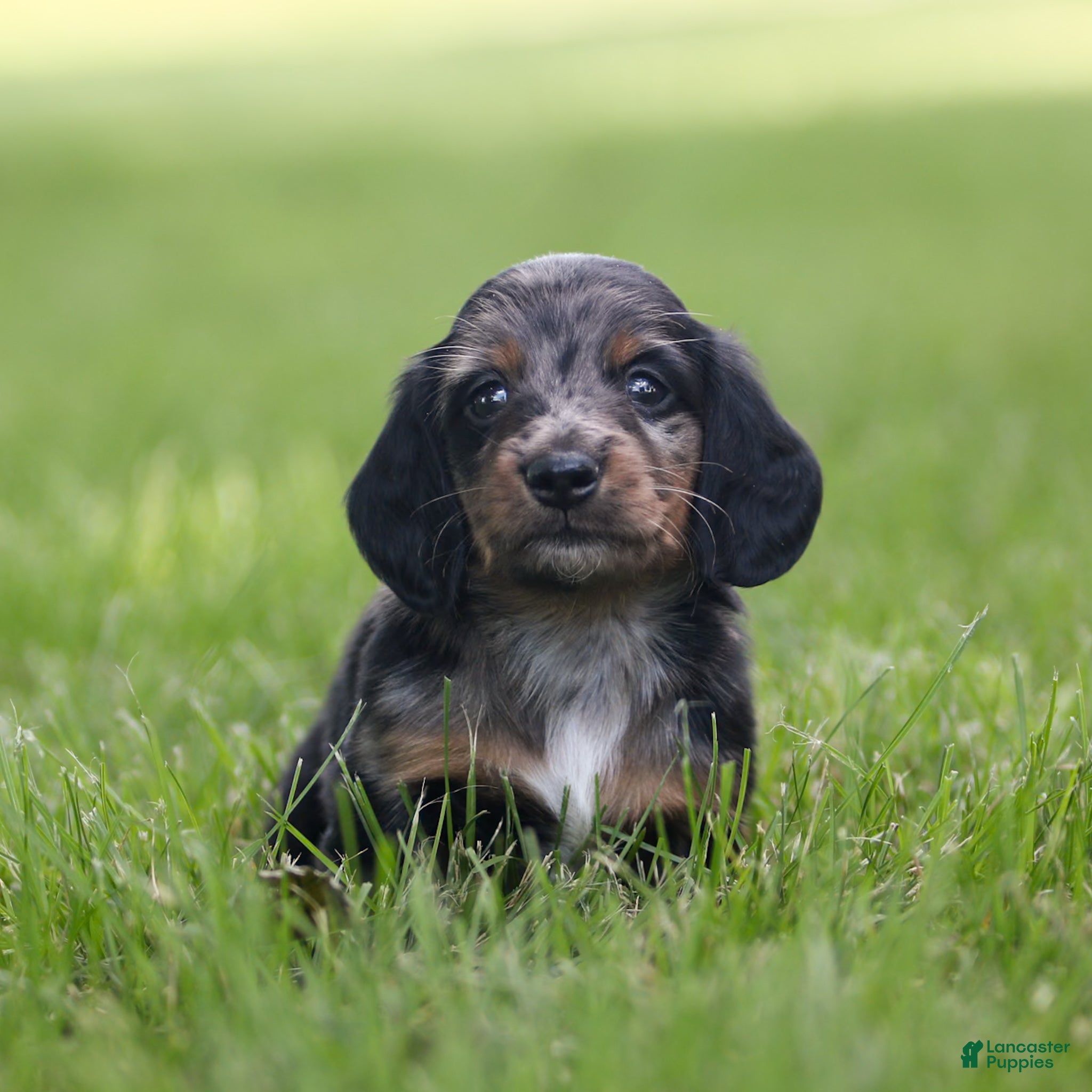 Miniature Dachshund dogs Daily Miniature Dachshund Puppy  - Ad 1