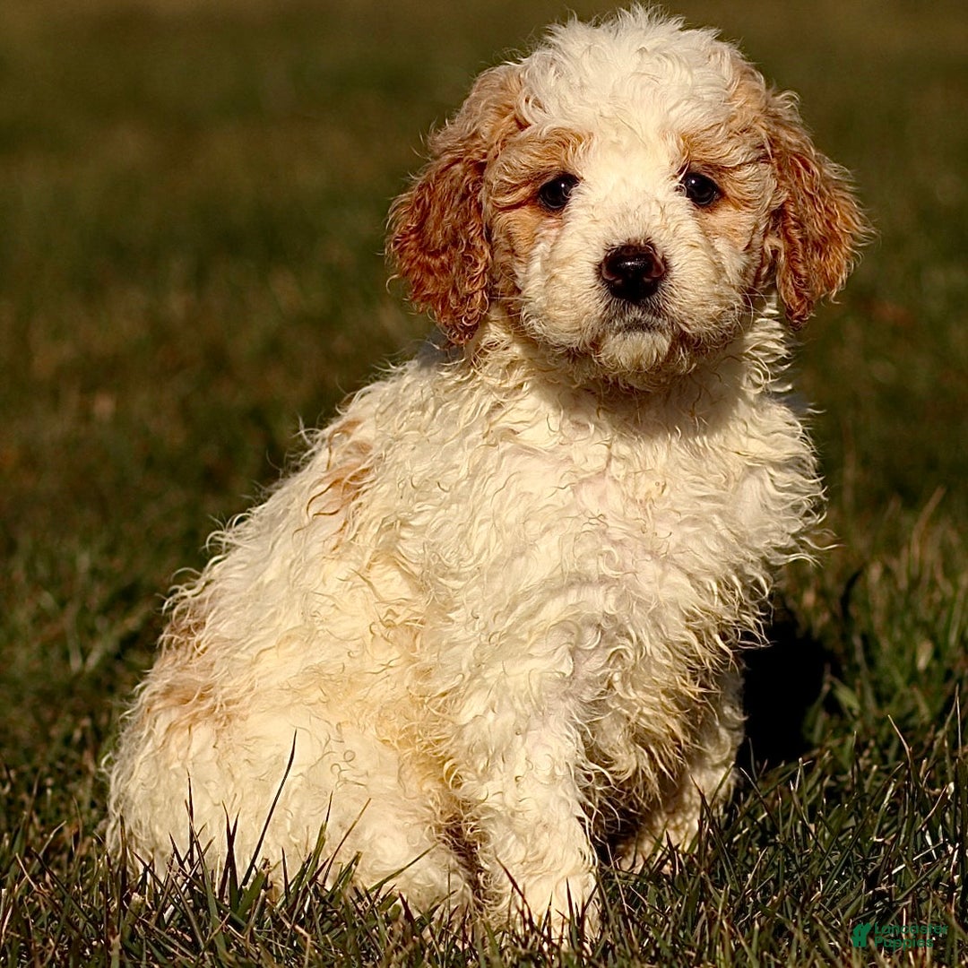 Mini Bernedoodle dogs for sale: Honey - Ad 3