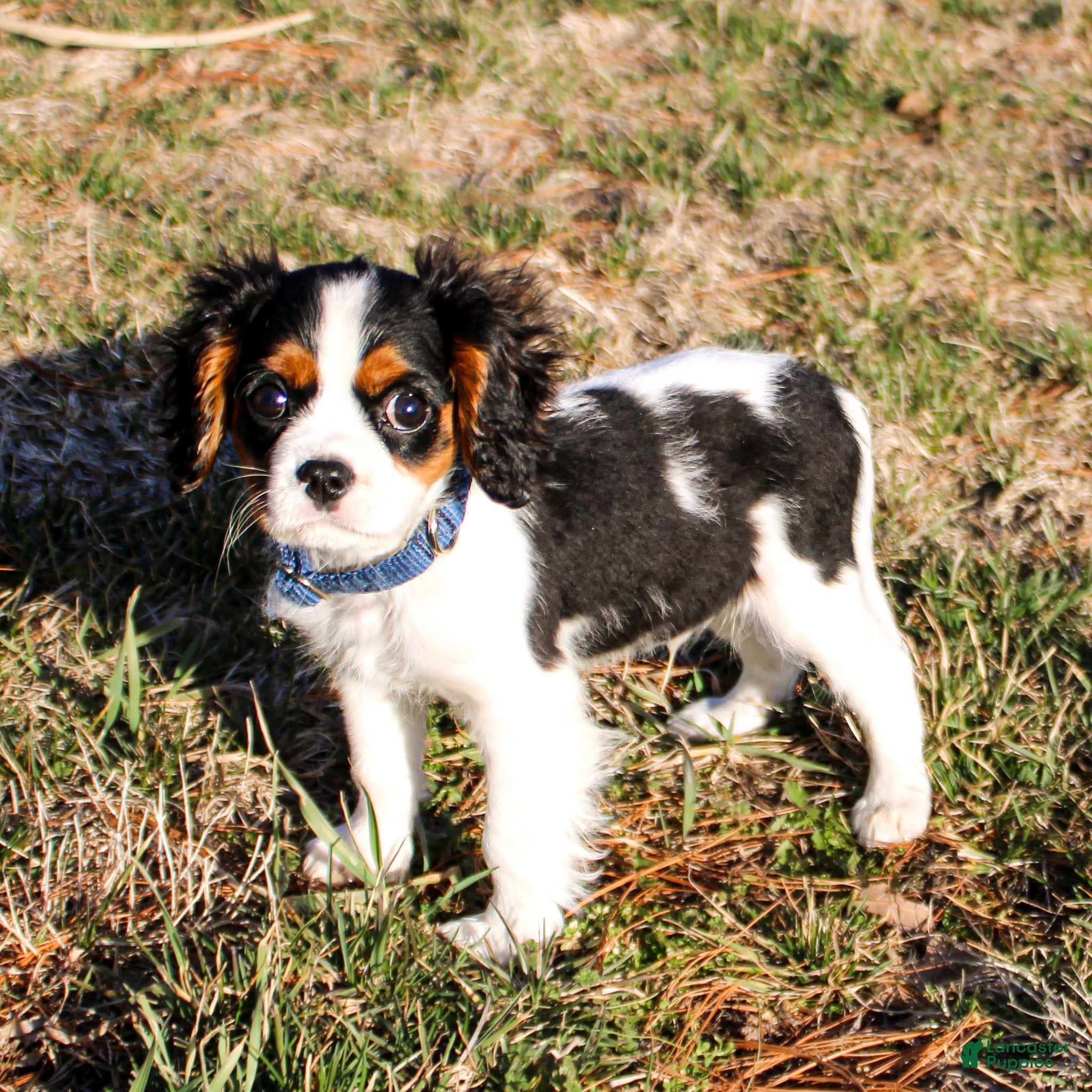 Cavalier King Charles Spaniel dogs Congo - Ad 2