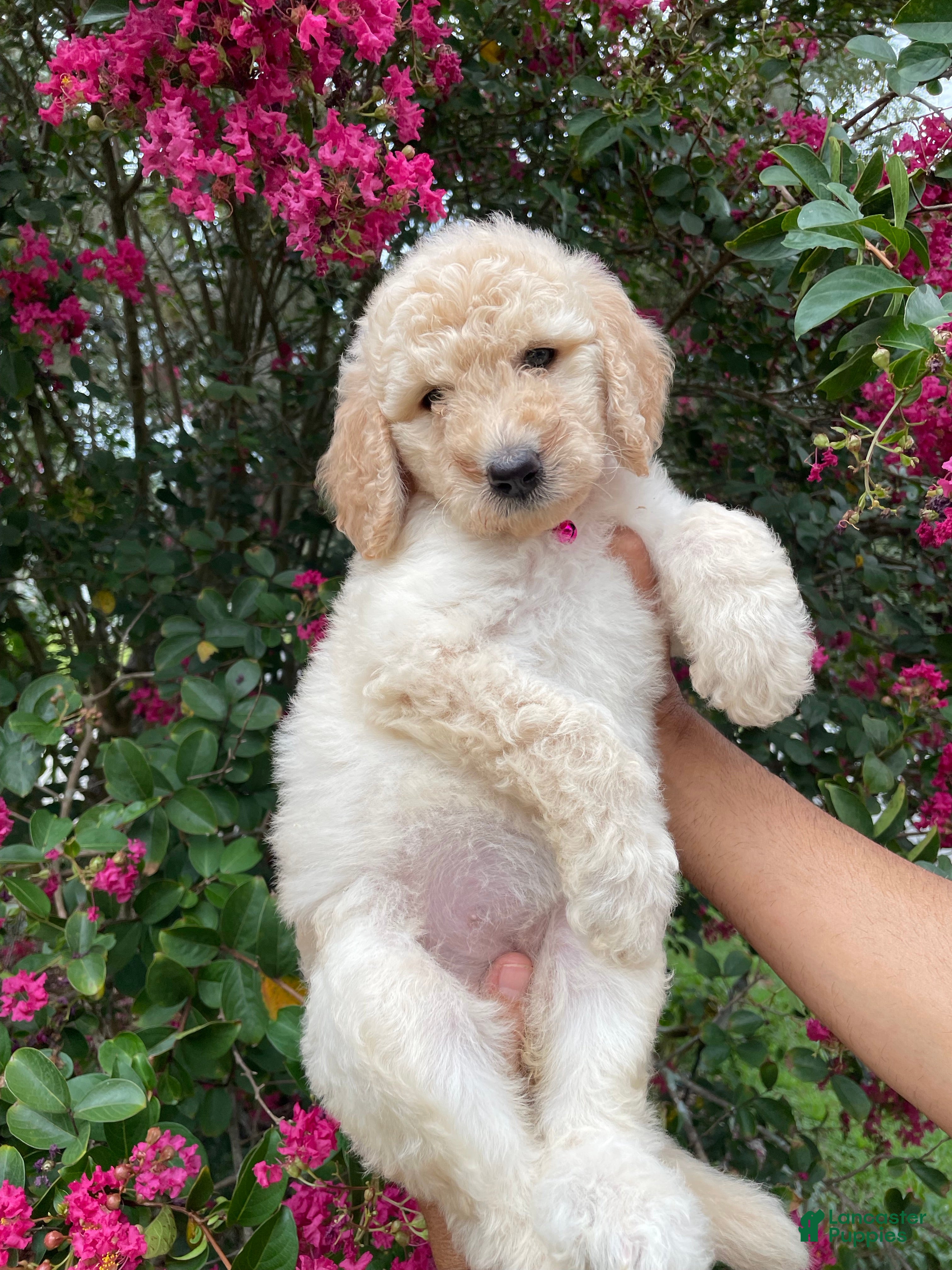 Goldendoodle dogs Lily - Ad 32
