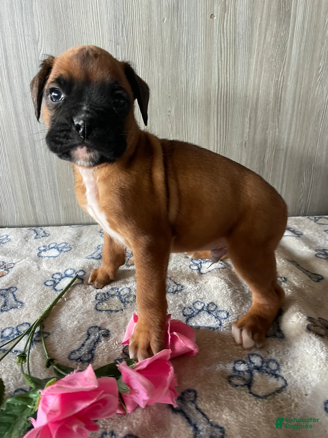 Boxer dogs for sale: Buster - Ad 1