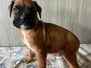 Boxer dogs Buster - Ad 11
