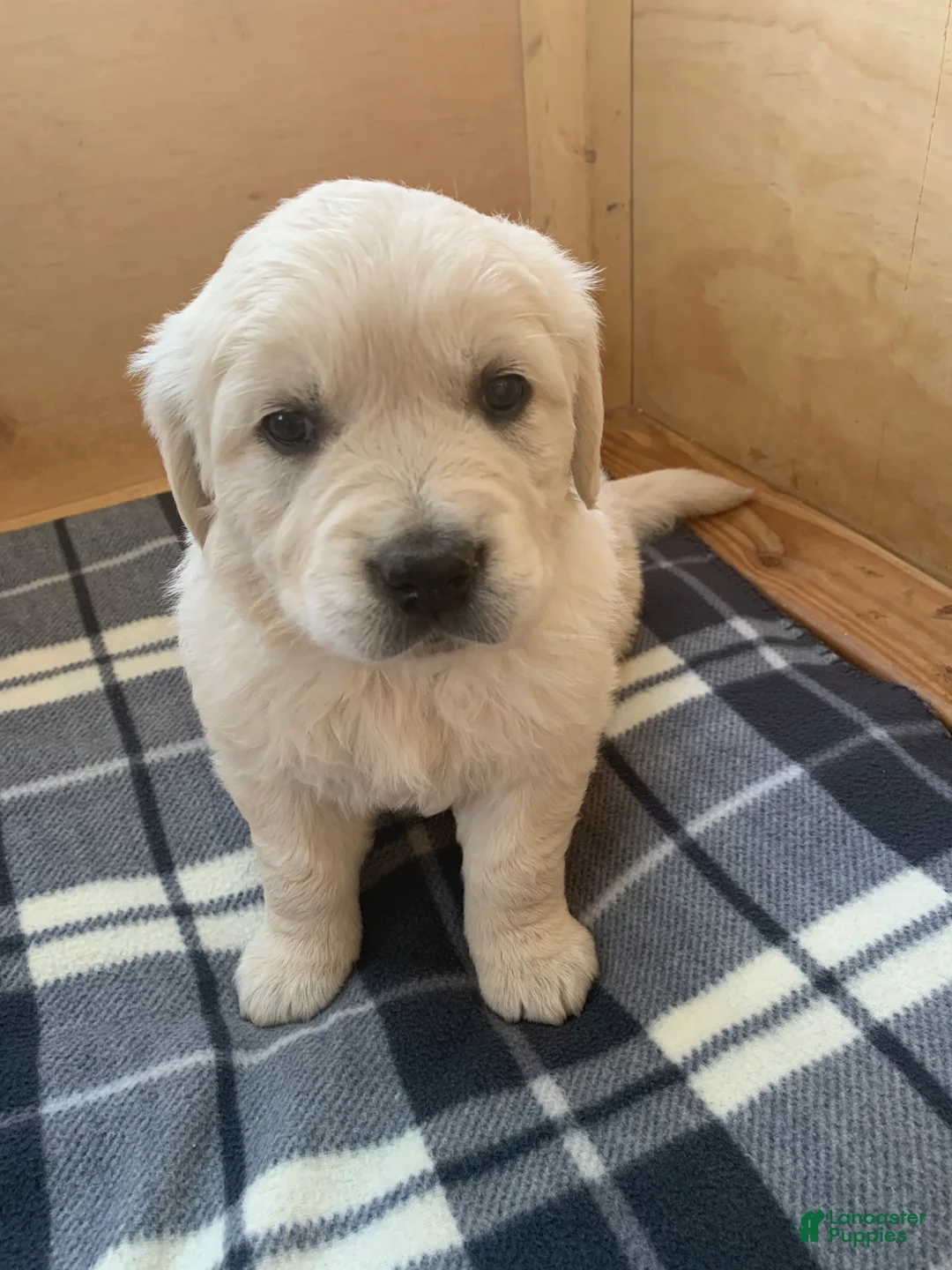 Golden Retriever dogs for sale: Juniper - Ad 2