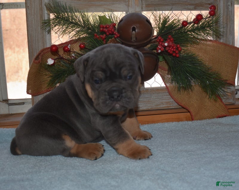 Olde English Bulldogge dogs Olde English Bulldogge Bentley - Ad 23