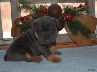 Olde English Bulldogge dogs Olde English Bulldogge Bentley - Ad 23