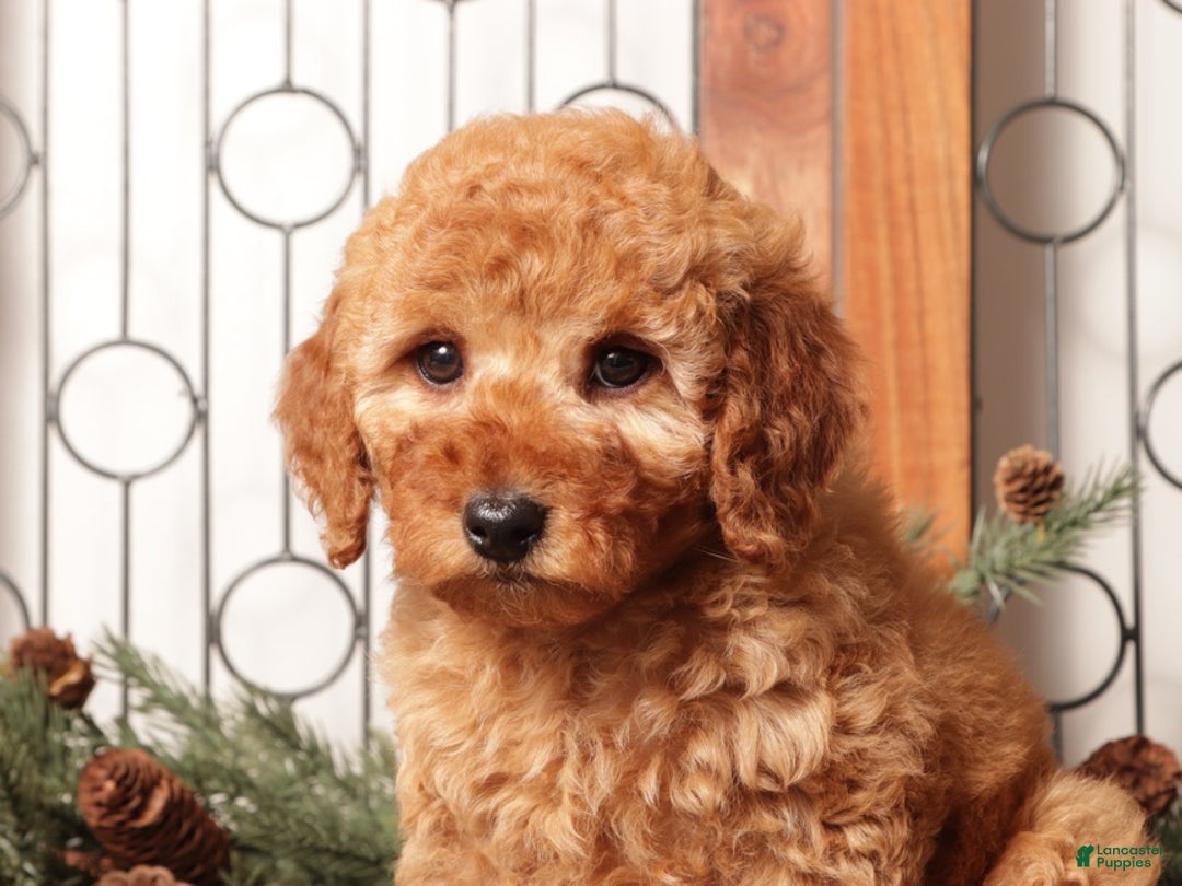 Mixed Breed dogs for sale: Amber - Ad 3