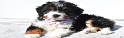 Mini Aussiedoodle dogs for sale: Yvonne  - Ad 4