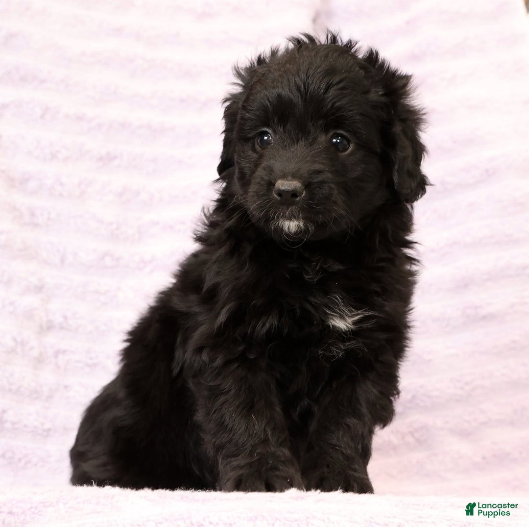 Mini Aussiedoodle dogs for sale: Suzie - Ad 8