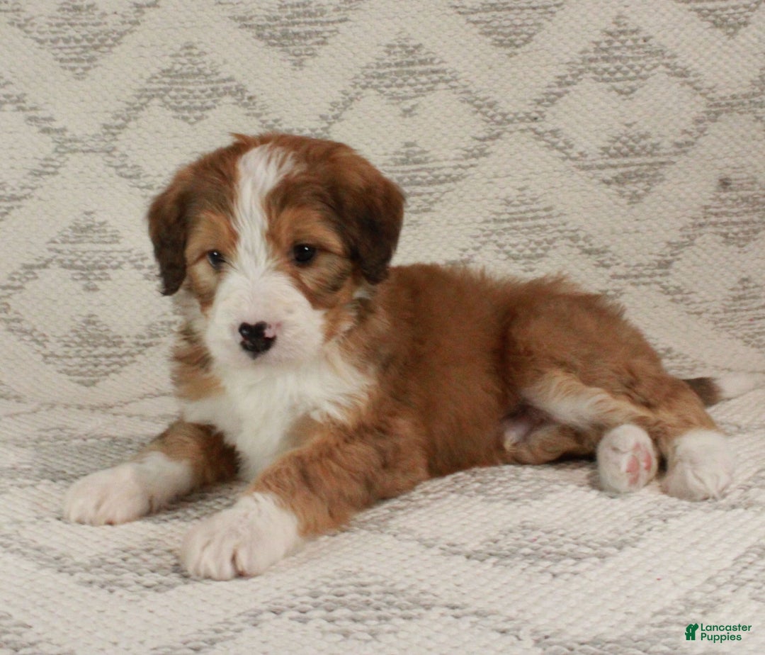Bernedoodle dogs for sale: Sammy  - Ad 3
