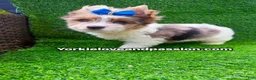 Yorkshire Terrier dogs for sale: Parti Merle male  - Ad 9
