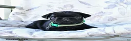 Pug dogs for sale: Mike - Ad 3