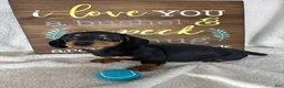 Dachshund dogs for sale: Dalton - Ad 2