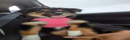 Miniature Australian Shepherd dogs for sale: Miniature Australian Shepherd Puppy 5 - Ad 3