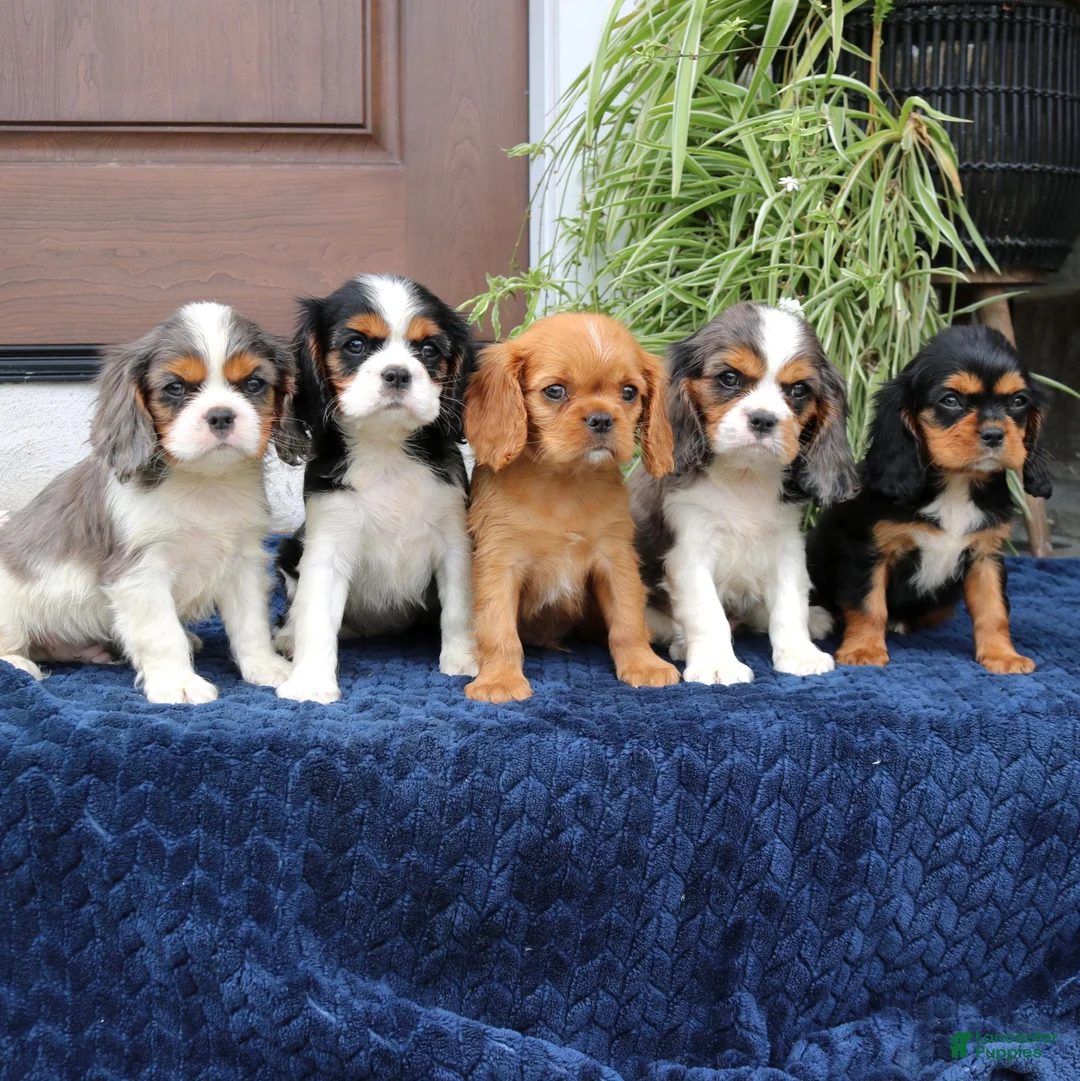 Cavalier King Charles Spaniel dogs for sale: Java  - Ad 5