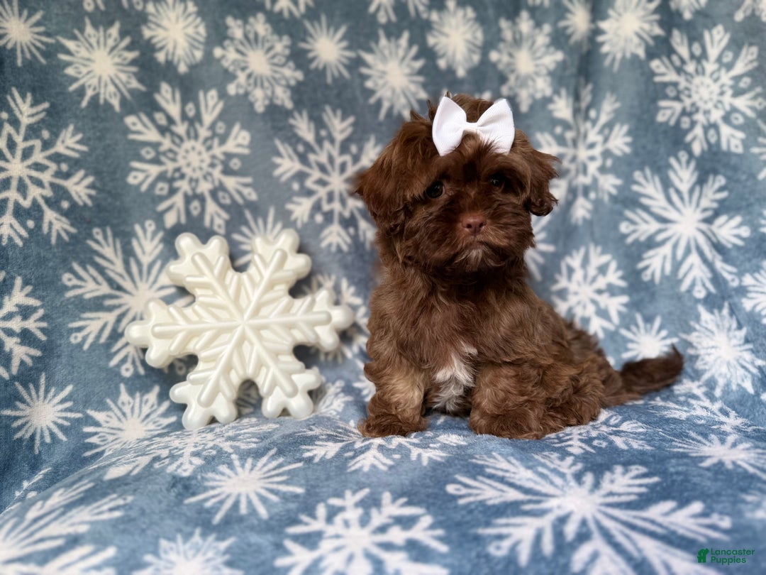 Shihpoo dogs for sale: Star - Ad 5