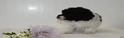 Miniature Poodle dogs for sale: Careda - Ad 6