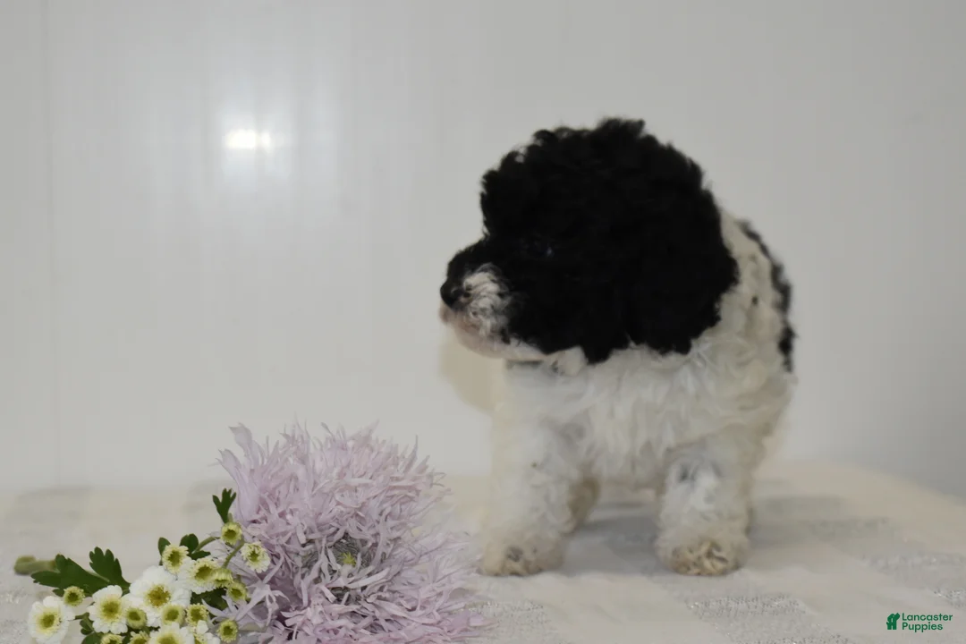 Miniature Poodle dogs for sale: Careda - Ad 6