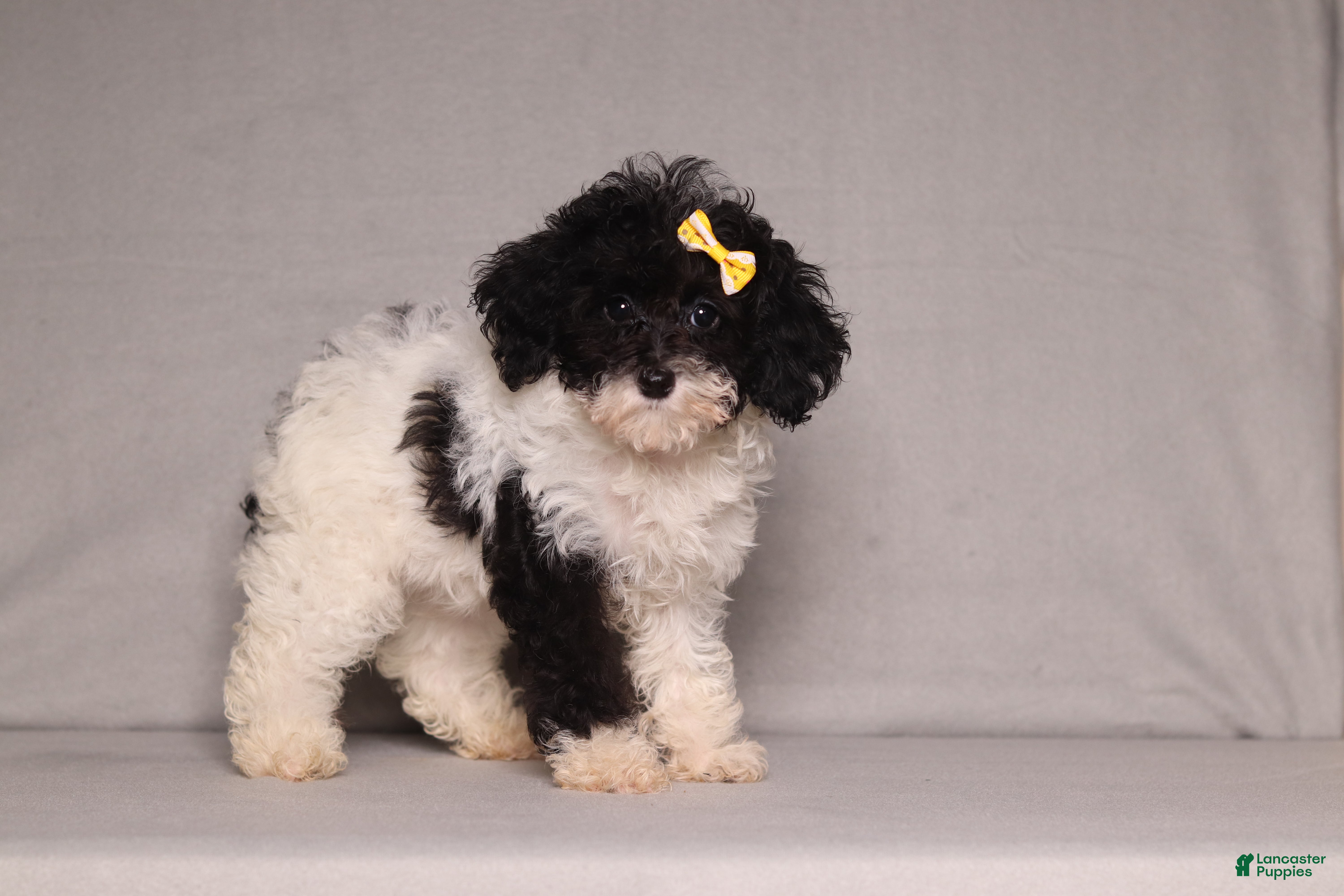 Mixed Breed dogs for sale: Winnie - Ad 2