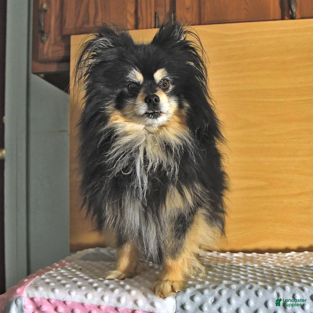 Pomeranian dogs for sale: Lily - Ad 4