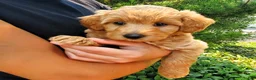 Mini Goldendoodle dogs for sale: Prince   - Ad 8