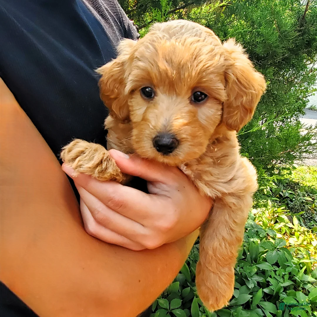 Mini Goldendoodle dogs for sale: Prince   - Ad 8