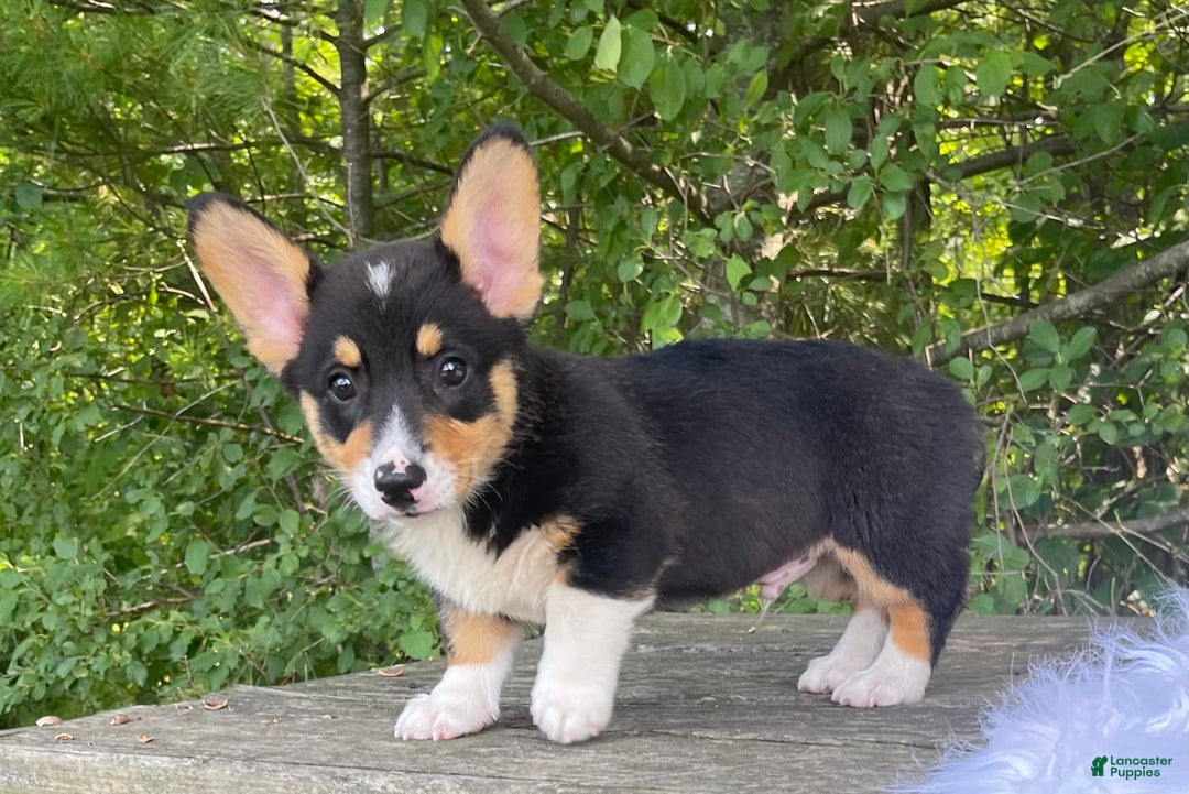 Gallery Image {{count}}