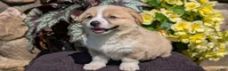 Welsh Corgi Pembroke dogs for sale: Nemo - Ad 3