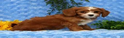Cavapoo dogs for sale: Lexi - Ad 8