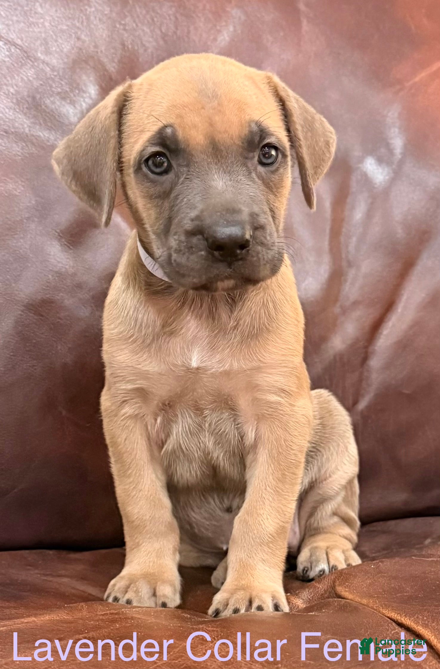 Cane Corso dogs Lavender Collar F Cane Corso Puppy - Ad 1