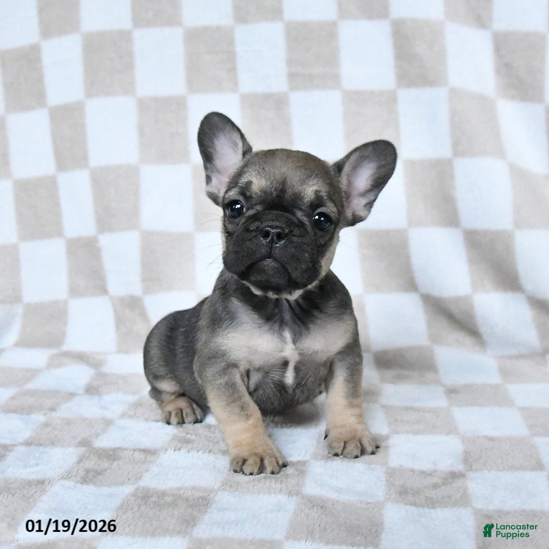 French Bulldog dogs for sale: Hannah - Ad 3
