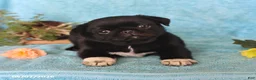 Pug dogs for sale: Blackie - Ad 5