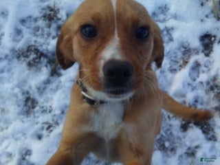 Mixed Breed dogs Sheila - Ad 8