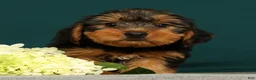 Yorkshire Terrier dogs for sale: Prince - Ad 1