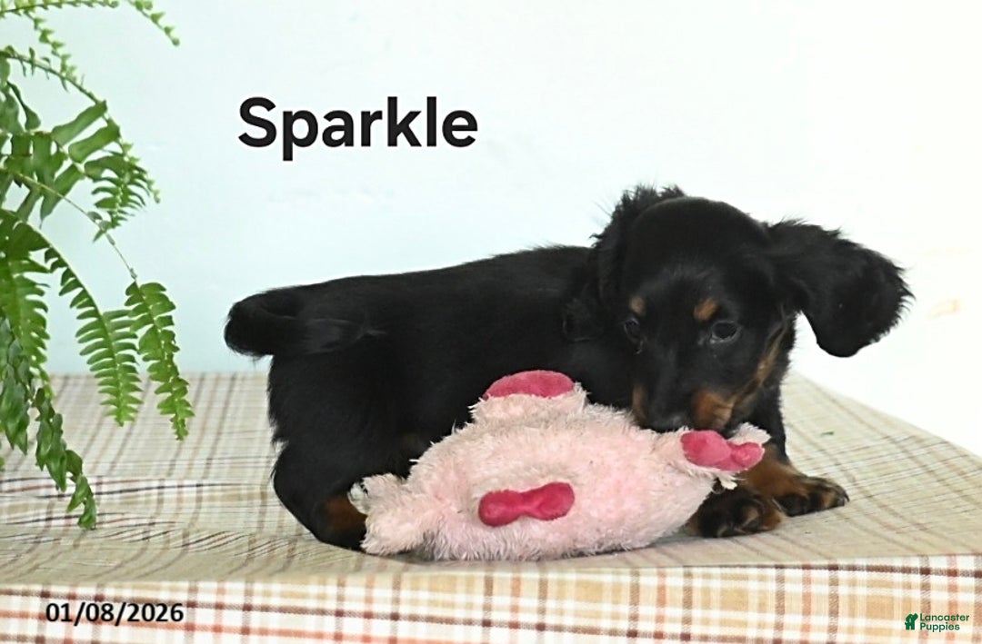 Miniature Dachshund dogs for sale: Sparkle - Ad 2