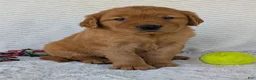 Golden Retriever dogs for sale: Porter  - Ad 24