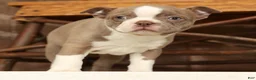 Boston Terrier dogs for sale: Ricky - Ad 7