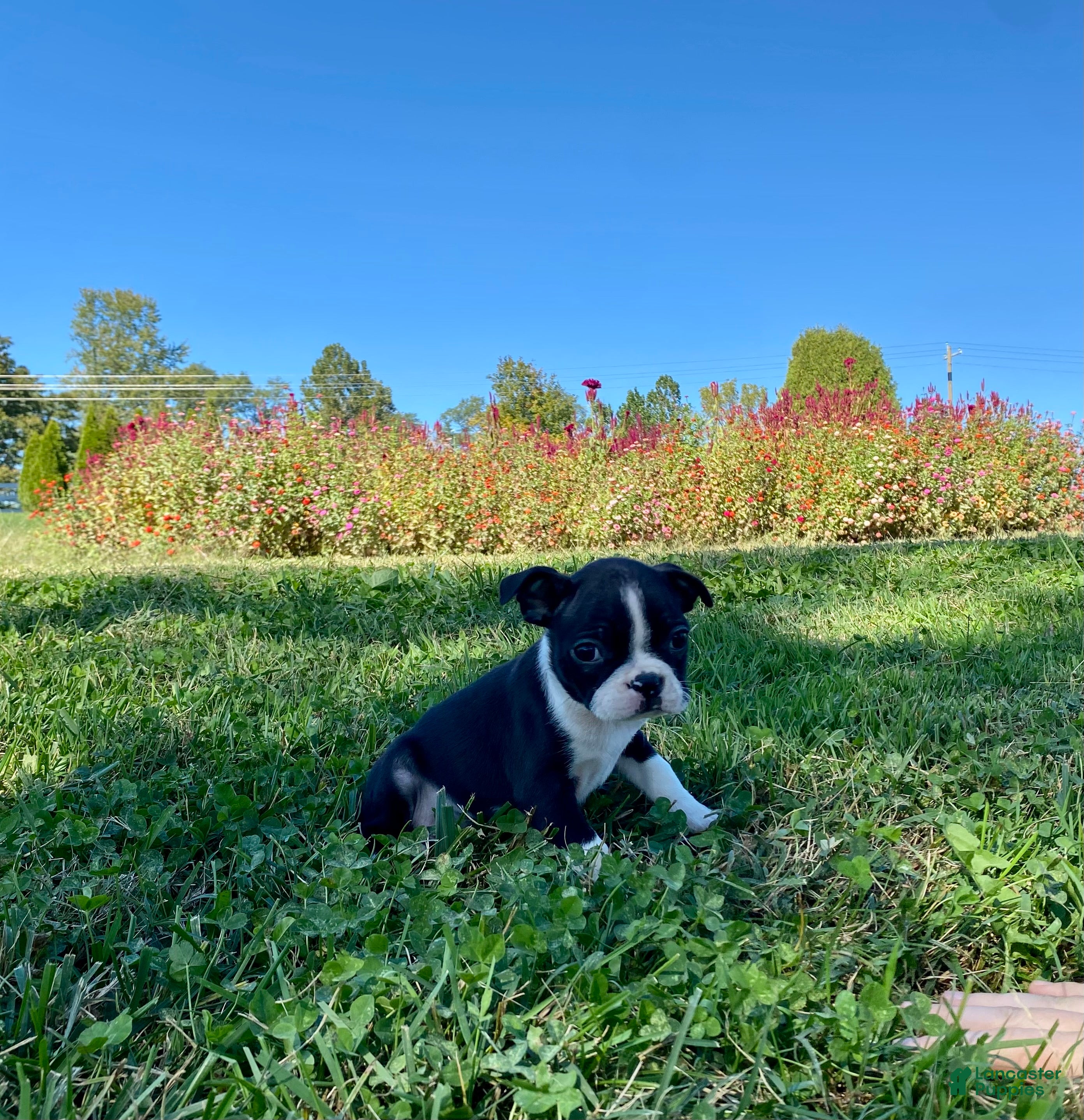 Boston Terrier dogs Dakota - Ad 1
