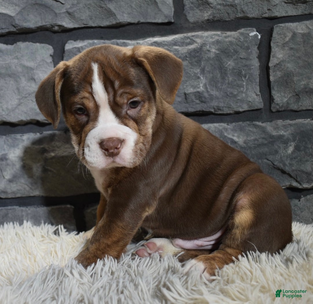 Mixed Breed dogs for sale: Riley  - Ad 3
