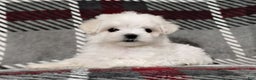Maltese dogs for sale: Dana - Ad 3