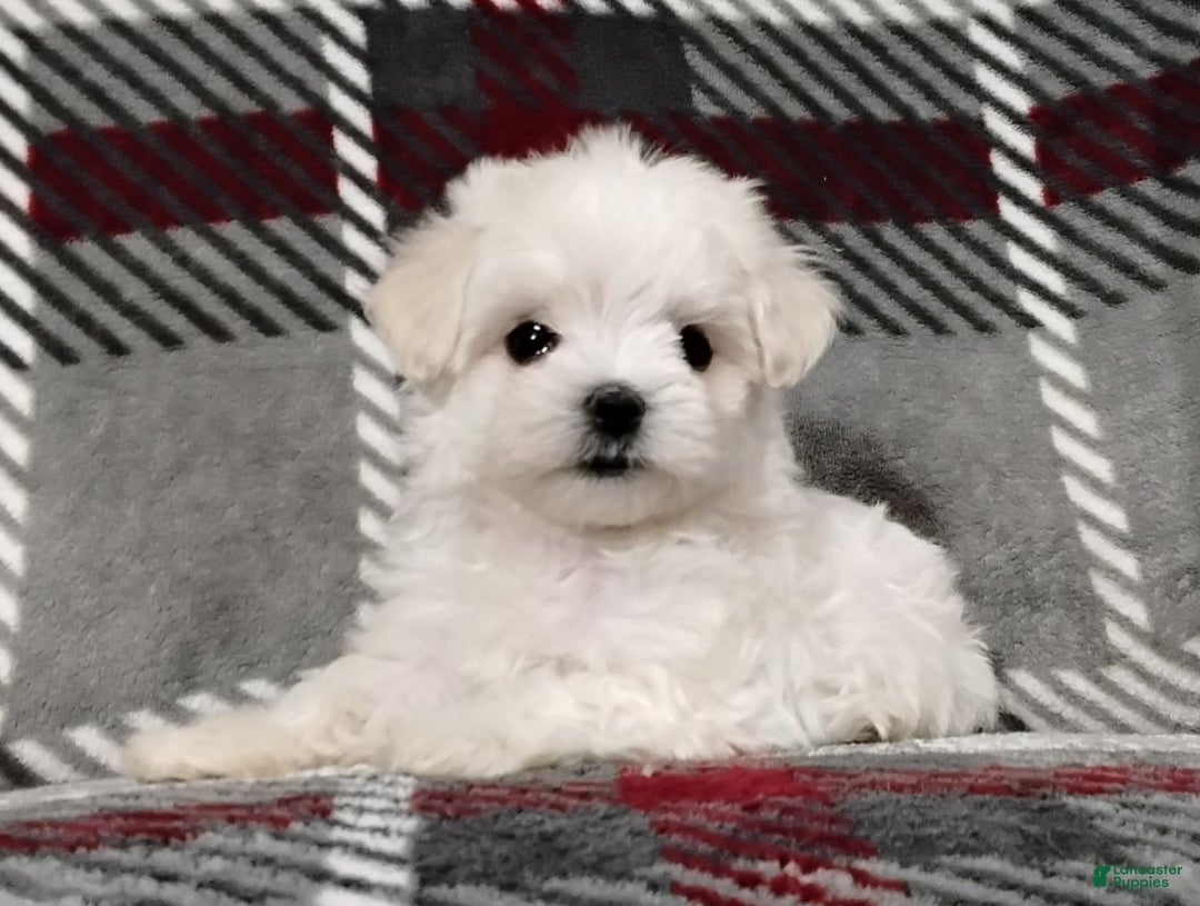 Maltese dogs for sale: Dana - Ad 3