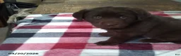 Labrador Retriever dogs for sale: Rocky - Ad 3